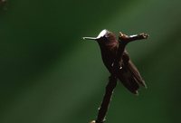 Snowcap - Microchera albocoronata