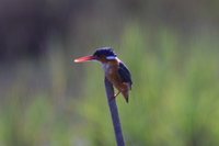 Malachite Kingfisher - Alcedo cristata