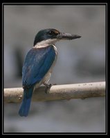 Collared Kingfisher - Todirhamphus chloris