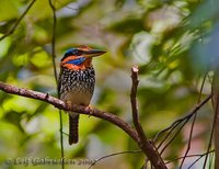 Spotted Kingfisher - Actenoides lindsayi