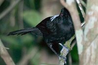 Fringe-backed Fire-eye - Pyriglena atra