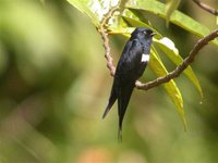 White-banded Swallow - Atticora fasciata