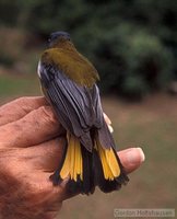 White-starred Robin - Pogonocichla stellata