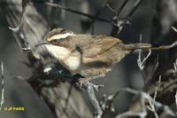 White-browed Babbler - Pomatostomus superciliosus