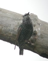 European Starling - Sturnus vulgaris