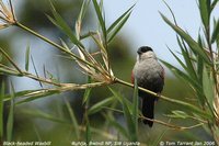 Black-headed Waxbill - Estrilda atricapilla