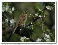 Cirl Bunting - Emberiza cirlus