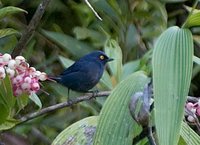 Deep-blue Flowerpiercer - Diglossopis glauca