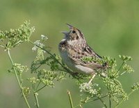 Grasshopper Sparrow - Ammodramus savannarum