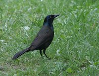 Common Grackle - Quiscalus quiscula