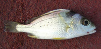 Snapper (Lutjanus sp.)