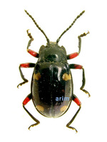 Eumorphus quadriguttatus - 미기록 무당벌레붙이