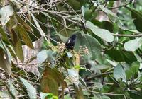 Fulvous-crested Tanager