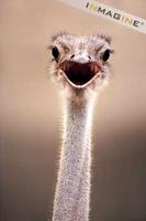 Ostrich (Struthio camelus) photo