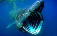 Basking Shark - Cetorhinus maximus