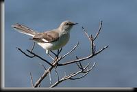 Northern Mockingbird, Jamaica Bay, NY