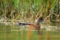 American Wigeon (Anas americana)