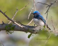 Blue-and-white flycatcher C20D 02787.jpg