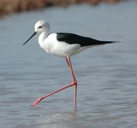 Black-winged Stilt p.118