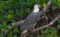 Wite-bellied-Sea-Eagle