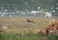 Black-winged Pratincole (Glareola nordmanni)