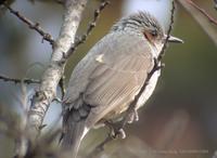 Brown-Eared Bulbul Hypsipetes amaurotis 직박구리