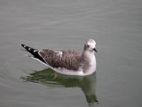 Mouette de Sabine           juv. (Larus sabini)