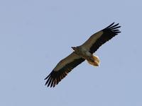 Egyptian Vulture (Neophron percnopterus)