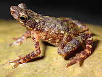 : Ansonia platysoma