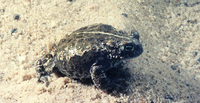 : Bufo calamita; Natterjack Toad