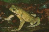 : Bufo coniferus; Green Climbing Toad