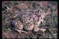 : Bufo fowleri; Fowler's Toad