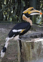 : Buceros bicornis; Great Hornbill