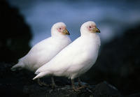 : Chionis alba; Snowy Sheathbill