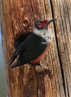 : Melanerpes lewis; Lewis's Woodpecker