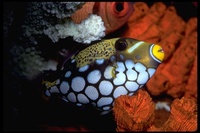 : Balistoides conspicillum; Clown Triggerfish