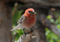 : Pinicola enucleator; Pine Grosbeak