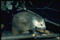 : Capromys pilorides; Cuban Hutia