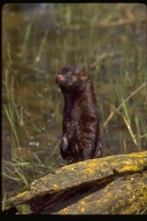 : Mustela vision; Mink