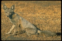 : Vulpes macrotis; Kit Fox