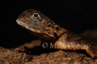 : Agama armata; Tropical Spiny Agama