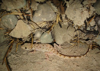 : Cyrtopodion scabrum; Keeled Rock Gecko