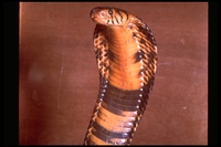 : Naja melanoleuca; Forest Cobra