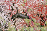 : Trachylepis variegate variegata; Variegated Skink