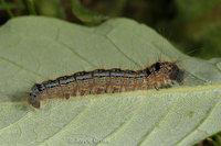 : Malacosoma disstria; Forest Tent Caterpillar