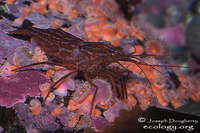 : Lysmata californica; Red Rock Shrimp;