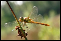 : Sympetrum danae