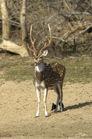 Axis axis  Chital [male] photo