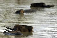 Bubalus arnee  Water Buffalo photo