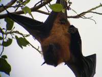 Indian Flying Fox (Pteropus giganteus) 2005. december 30. Bund Baretha